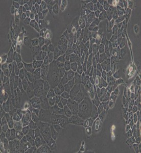 A-431人表皮癌細胞主圖