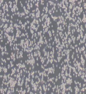 AgC11x3A; NR8383.1 大鼠肺泡巨噬細(xì)胞主圖