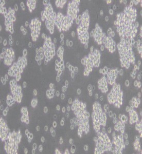 L5178Y TK+/- clone (3.7.2C)小鼠淋巴瘤細胞主圖