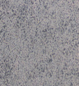 Hi-five BTI-TN-5B1-4 昆蟲細胞主圖