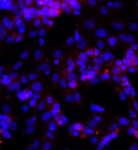 大鼠卵巢顆粒細胞主圖