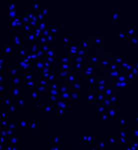 大鼠脂肪干細胞主圖