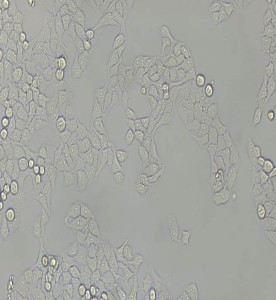 WISH人羊膜細胞主圖