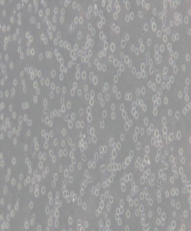 CCRF-CEM [CCRF CEM]人急性淋巴細胞白血病T淋巴細胞主圖