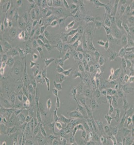 ARPE-19人視網膜上皮細胞主圖