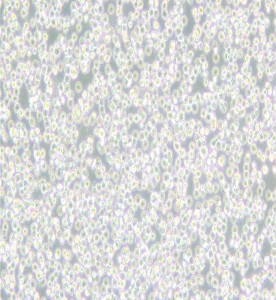 BALL-1人B淋巴細胞急性白血病主圖