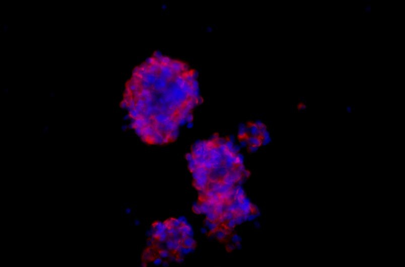 小鼠神經(jīng)干細(xì)胞主圖