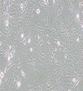 MET-5A人間皮細胞主圖
