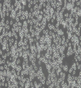 MOLT-4人急性淋巴母細胞白血病細胞主圖