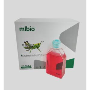 人真皮微血管內皮細胞主圖