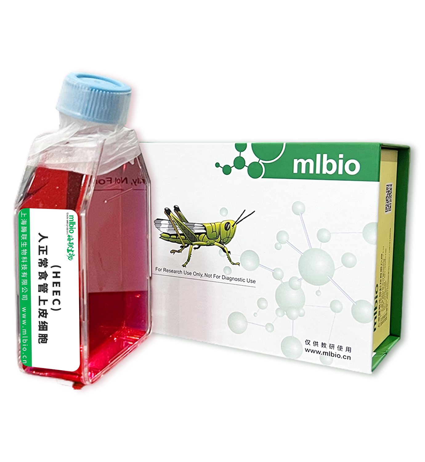 (HEEC)人正常食管上皮細胞主圖