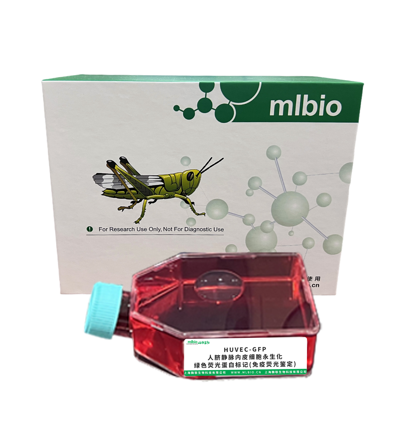 HUVEC-GFP/人臍靜脈內(nèi)皮細(xì)胞永生化-綠色熒光蛋白標(biāo)記(免疫熒光鑒定)主圖