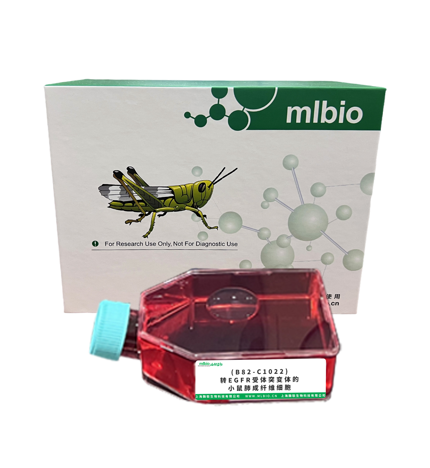 (B82-C1022)轉EGFR受體突變體的小鼠肺成纖維細胞主圖