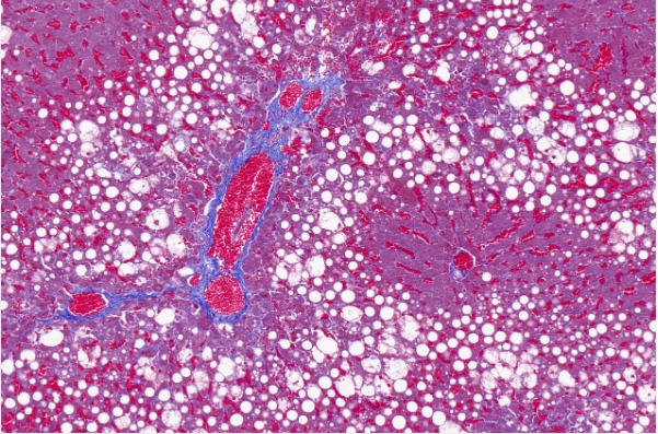 切片全景掃描（白光）主圖
