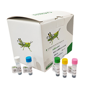 綿羊痘病毒探針法qPCR試劑盒(不含內(nèi)參)主圖