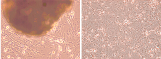 原代細胞結果示意圖