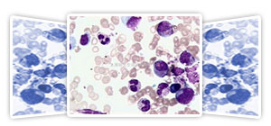 各種組織學(xué)試劑，包括固定液和染色液